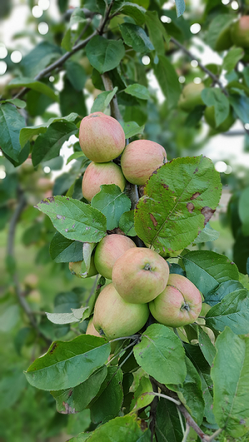 Rote Schafsnase