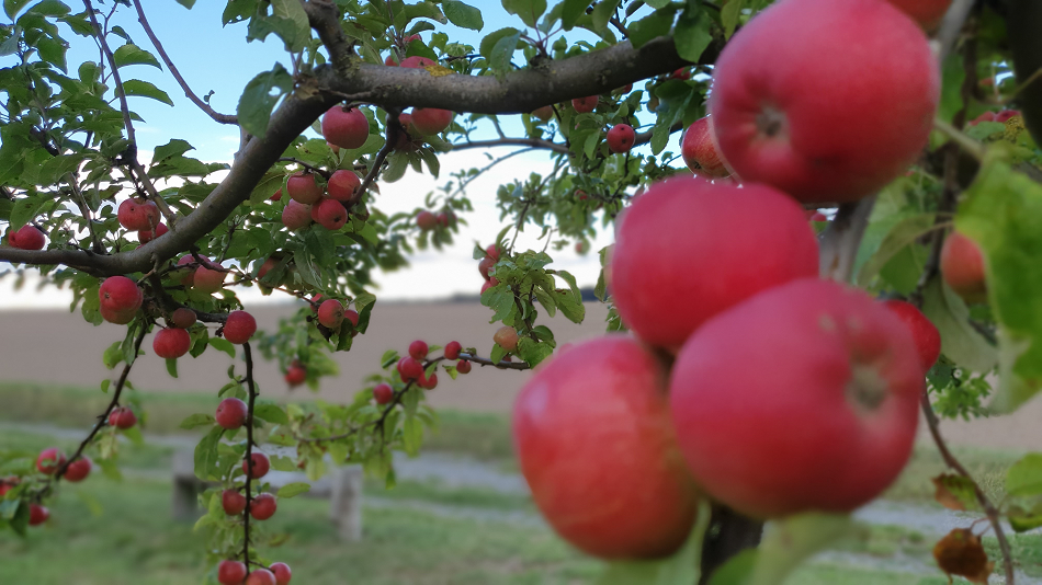 Roter Berlepsch