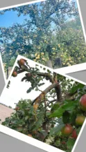 Apfelbaum mit Ernte